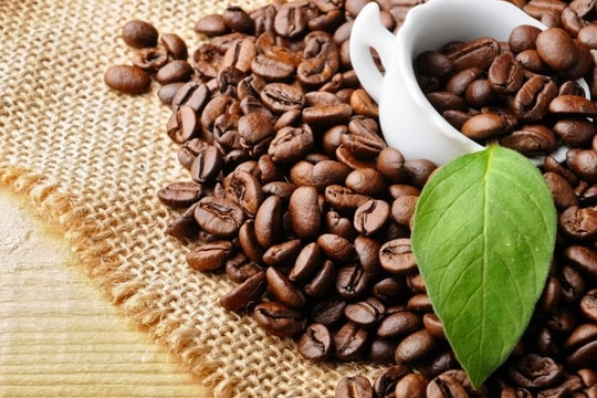 Giá cà phê hôm nay 11/6/2026: Lao dốc, tuột mốc 85.000 đồng/kg