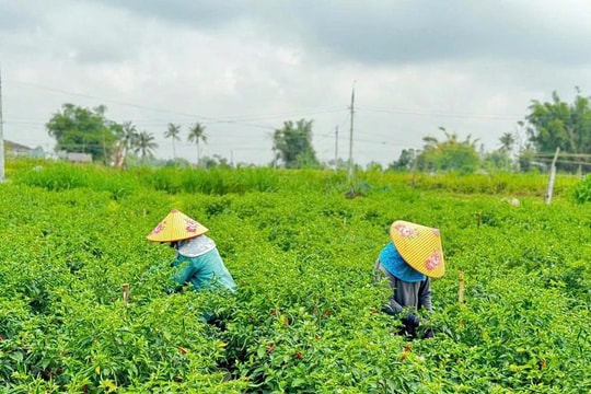 Không còn lo đầu ra, nông dân Cao Bằng chuyển sang giống cây "nhỏ" giúp tăng thu nhập
