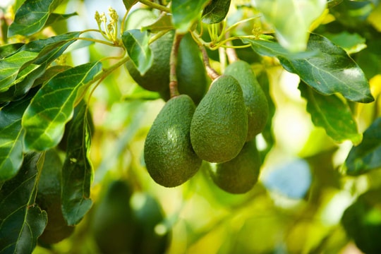 Nông dân Lâm Đồng trồng trái "cũ" nhưng cần làm theo cách "mới"