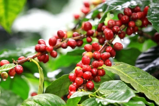 Giá cà phê hôm nay 13/6/2026: Thị trường tiếp tục bật tăng