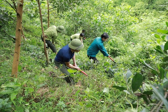 Người nông dân Quảng Trị thu 300 - 400 triệu đồng nhờ "trồng cây"