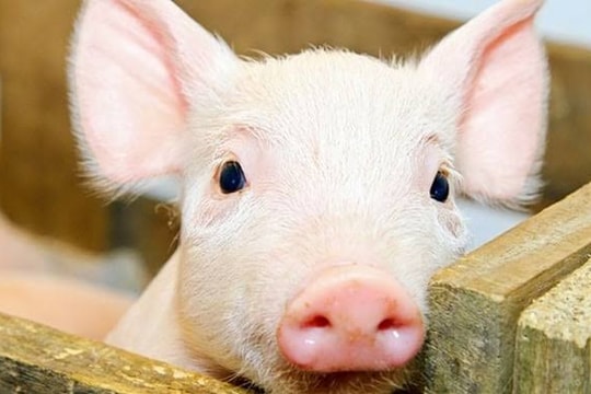 Giá heo hơi hôm nay 14/6/2026: Một số địa phương xuống còn 63.000 đồng/kg