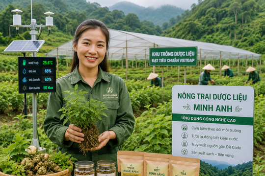 Khởi nghiệp với mô hình nông trại dược liệu thông minh: Cô gái Tuyên Quang biến đất đồi thành vùng nguyên liệu giá trị cao