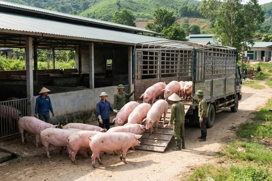 Giá heo hơi hôm nay 16/6/2026: Giao dịch cao nhất ở mức 68.000 đồng/kg