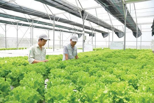 Thực phẩm Hồng Hà (HSL) giải trình cổ phiếu tăng nóng, hé lộ tham vọng mở rộng ngành nghề