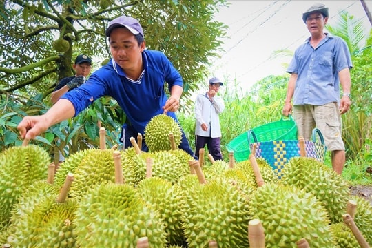 Nông dân miền Tây thu lãi trên 100 triệu đồng/ha nhờ đầu tư kỹ thuật mới cho vườn sầu riêng