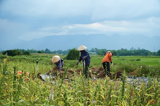 Trồng 2 loại cây trên 1 ruộng, nông dân mở hướng kinh tế mới tăng cao thu nhập