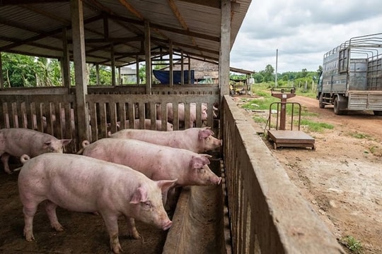 Giá heo hơi hôm nay 19/6/2026: Thêm nhiều địa phương giảm giá