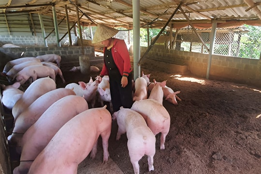 Nông dân Tuyên Quang đổi cách làm để có nguồn thu đều hơn