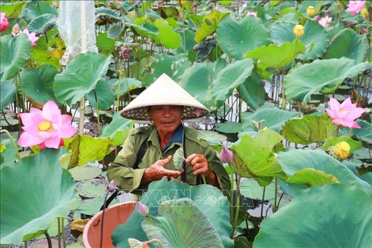 Mở hướng phát triển xanh và chế biến sâu từ cây sen