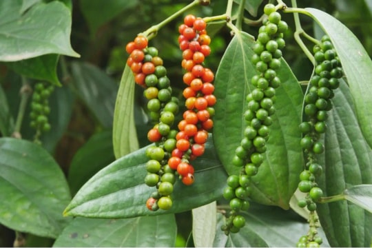 Giá tiêu hôm nay 22/6/2026: Giảm sâu tới 3.000 đồng/kg