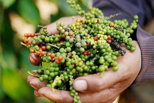 Giá tiêu hôm nay 23/6/2026: Tăng tốc, tín hiệu tích cực cho thị trường nửa cuối năm