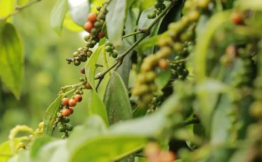 Giá tiêu hôm nay 27/6/2026: Hồ tiêu Việt Nam tiếp tục mở rộng thị phần tại Đức