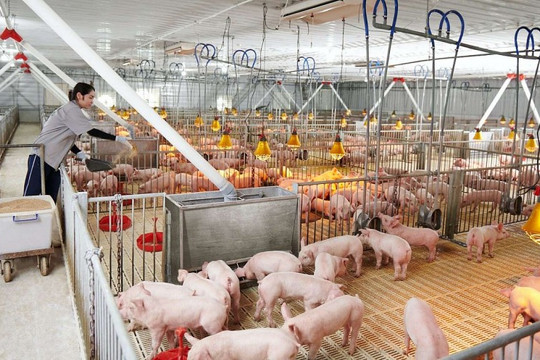 Giá heo hơi hôm nay 28/6/2026: Nhiều địa phương giảm về 66.000 đồng/kg