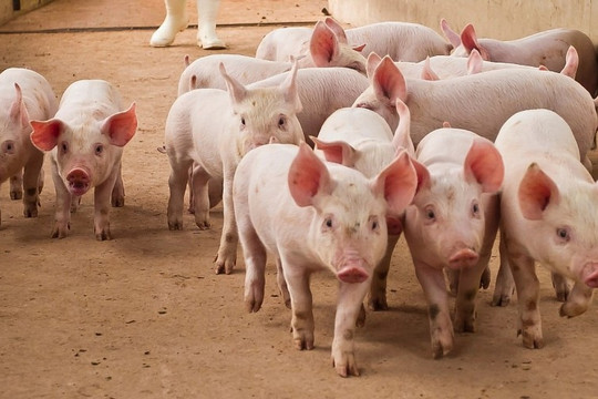 Giá heo hơi hôm nay 29/6/2026: Miền Nam xuống sát mốc 60.000 đồng/kg