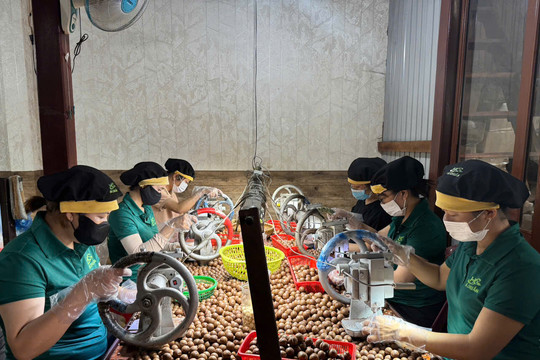 Khát vọng làm giàu từ nông sản địa phương, doanh nghiệp Đắk Lắk tìm đường đổi mới, tạo việc làm cho hàng chục lao động